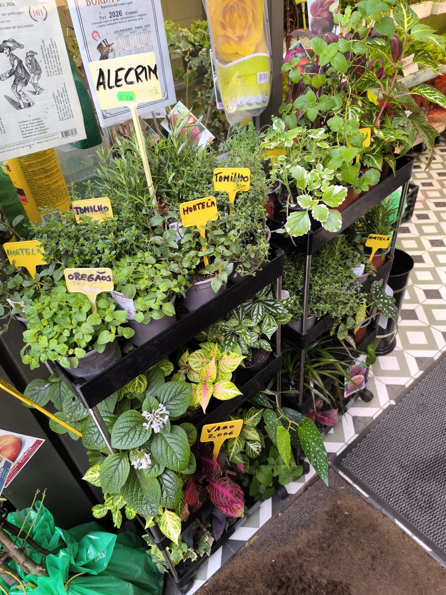 Ervas Aromáticas e Ornamentais em Vaso